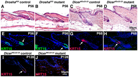 Inducible Deletion Of Epidermal Dicer And Drosha Reveals Multiple