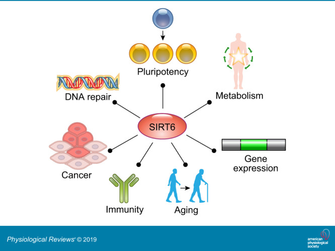 SIRT6 A Mammalian Deacylase With Multitasking Abilities PMC