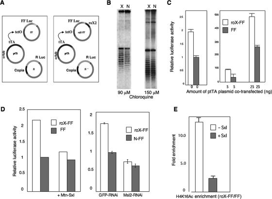 A Plasmid Model System Shows That Drosophila Dosage Compensation