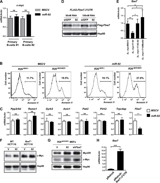 A Component Of The Mir 17 92 Polycistronic Oncomir Promotes Oncogene