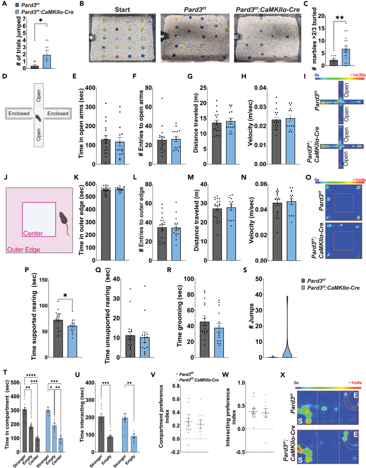 Loss Of The Polarity Protein Par Promotes Dendritic Spine Neoteny And