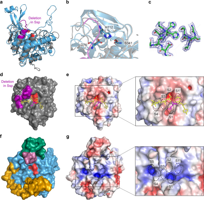 Crystal Structure Of A Subtilisin Like Autotransporter Passenger Domain