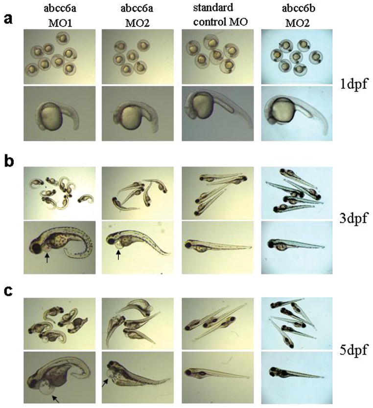 The Abcc A Gene Is Required For Normal Zebrafish Development Pmc