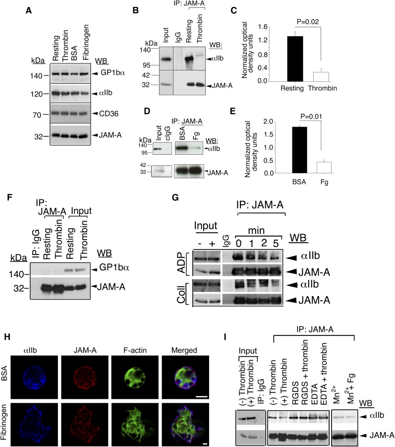 Junctional Adhesion Molecule A Suppresses Platelet Integrin Iib