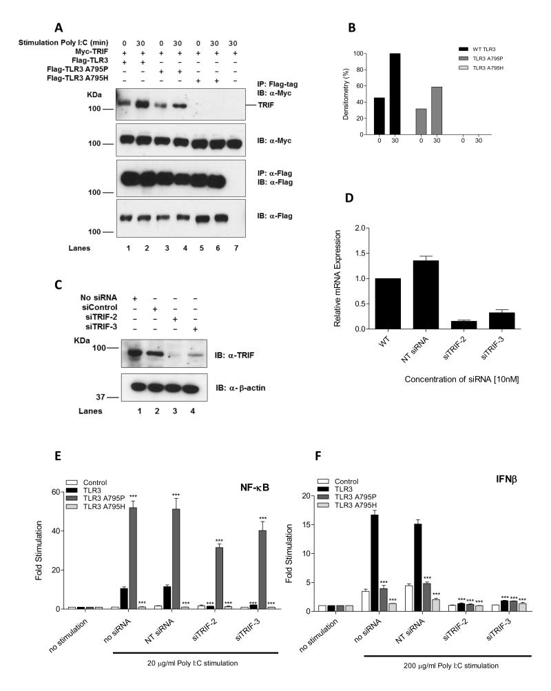 An Alanine To Proline Mutation In The Bb Loop Of Toll Like Receptor