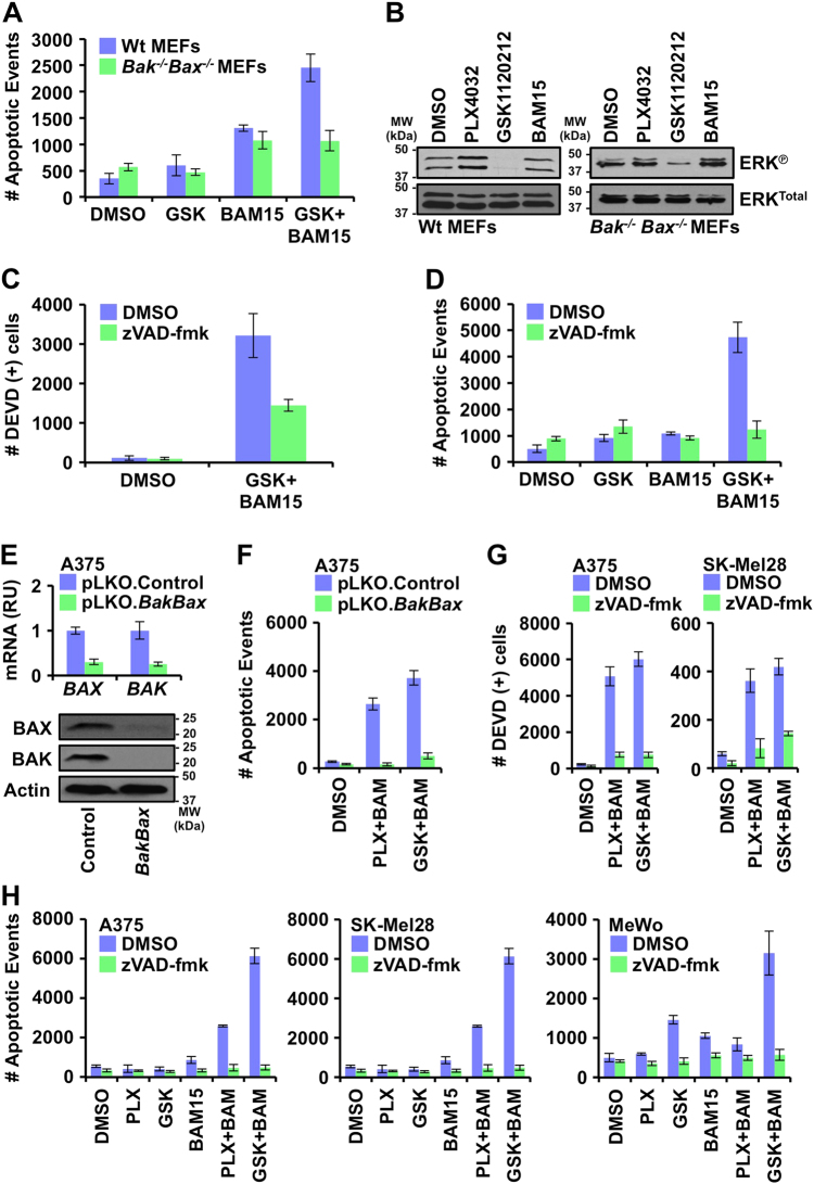 Dual Suppression Of Inner And Outer Mitochondrial Membrane Functions