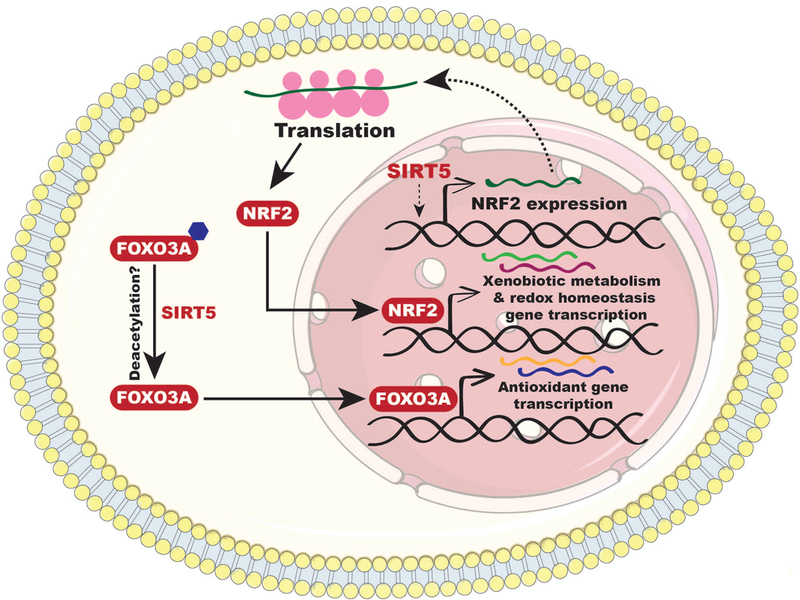 Functions Of The Sirtuin Deacylase Sirt In Normal Physiology And