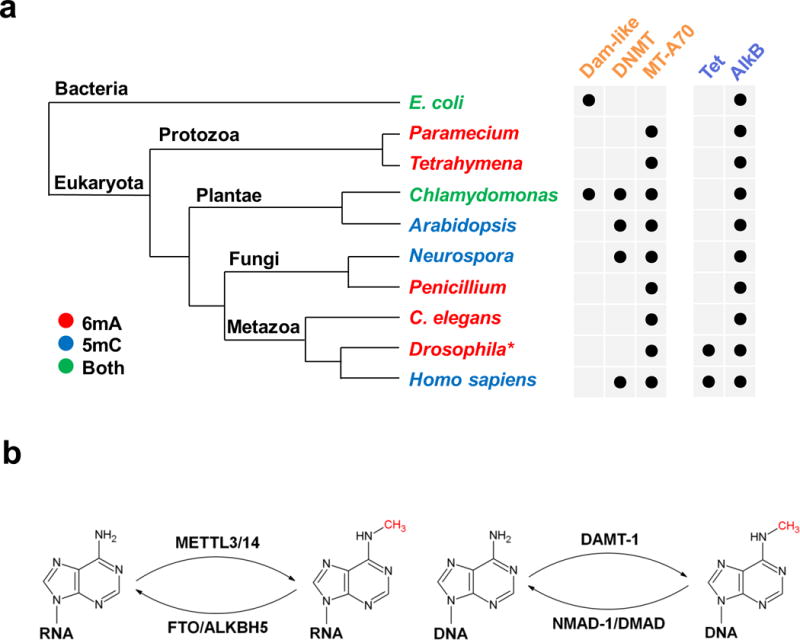 DNA N6 Methyladenine A New Epigenetic Mark In Eukaryotes PMC