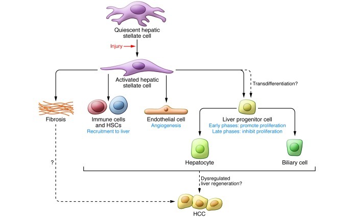 Hepatic Stellate Cells In Liver Development Regeneration And Cancer Pmc