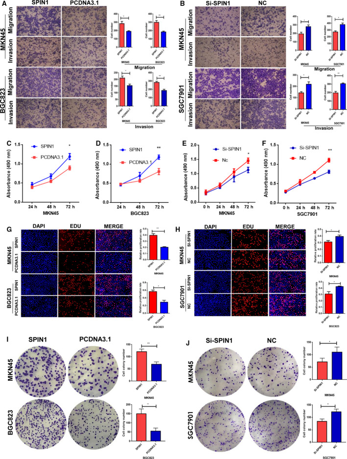 E F Activated Spin Promotes Tumor Growth Via A Mdm P E F Feedback