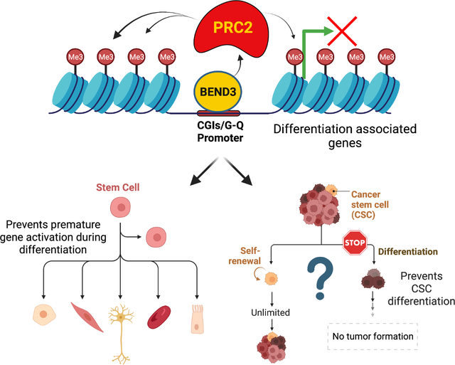 Bending With Polycomb In Pluripotency And Cancer Pmc