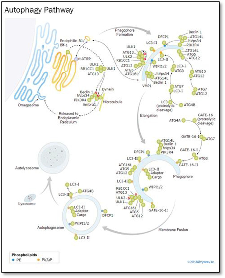 Identification Of The Ubiquitinproteasome Pathway Domain By