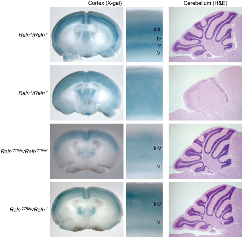 A Forward Genetic Screen In Mice Identifies Mutants With Abnormal