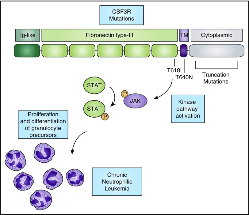 Genomics Of Chronic Neutrophilic Leukemia Pmc