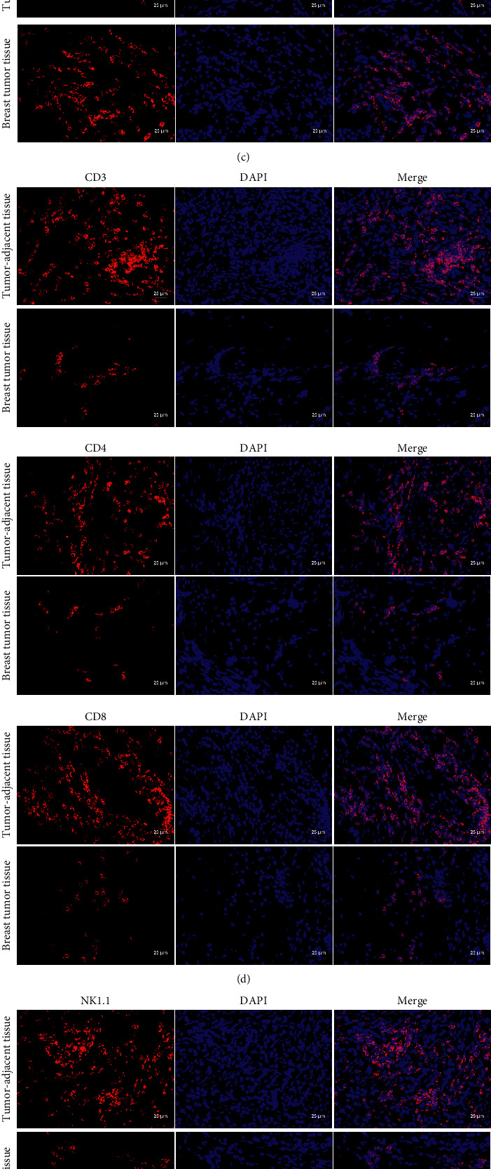 The Effect Of MiR 520b On Macrophage Polarization And T Cell Immunity