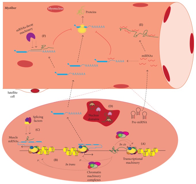 Noncoding Rnas Emerging Regulators Of Skeletal Muscle Development And