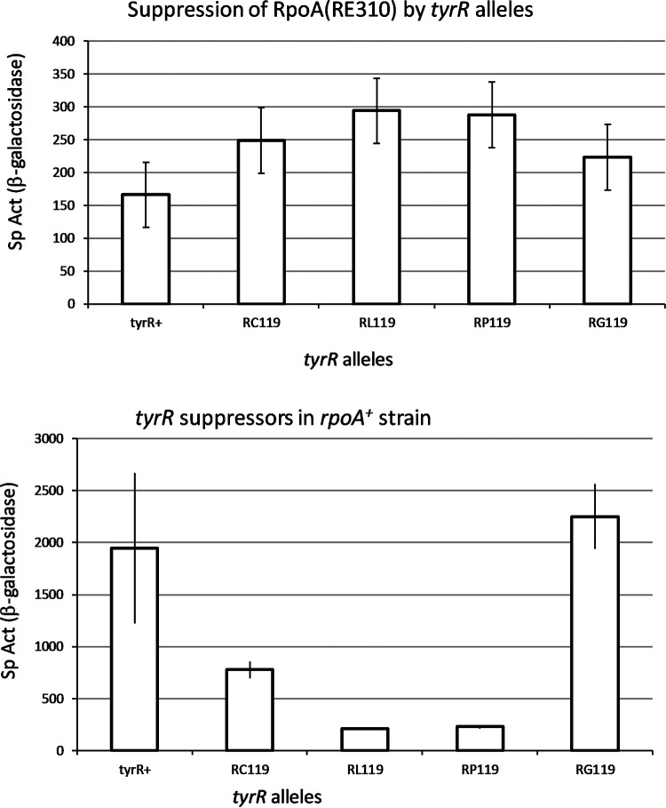 Activation By TyrR In Escherichia Coli K 12 By Interaction Between TyrR