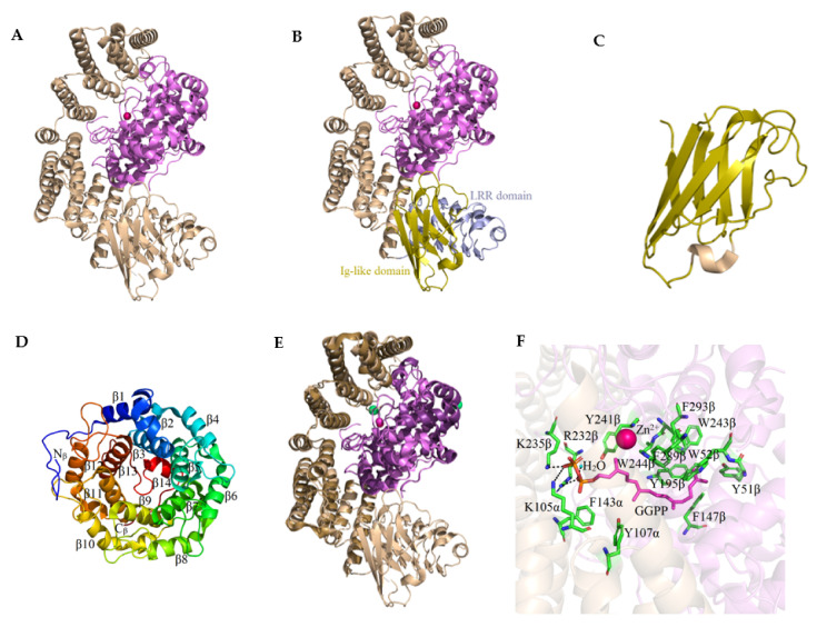 Protein Prenyltransferases And Their Inhibitors Structural And