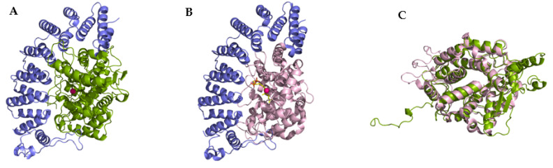 Protein Prenyltransferases And Their Inhibitors Structural And