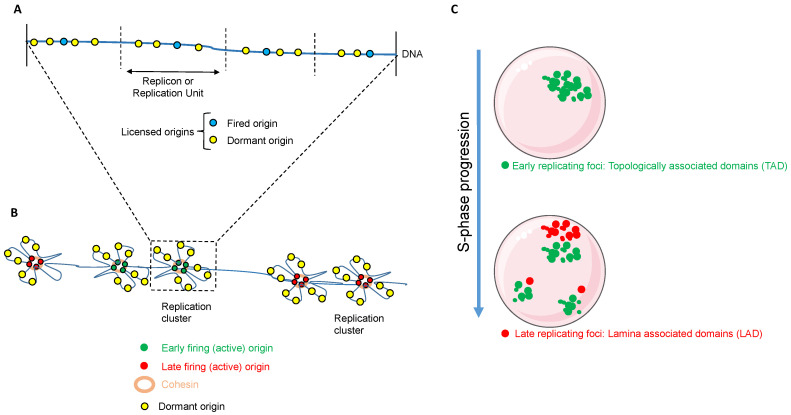 Safeguarding Dna Replication A Golden Touch Of Midas And Other