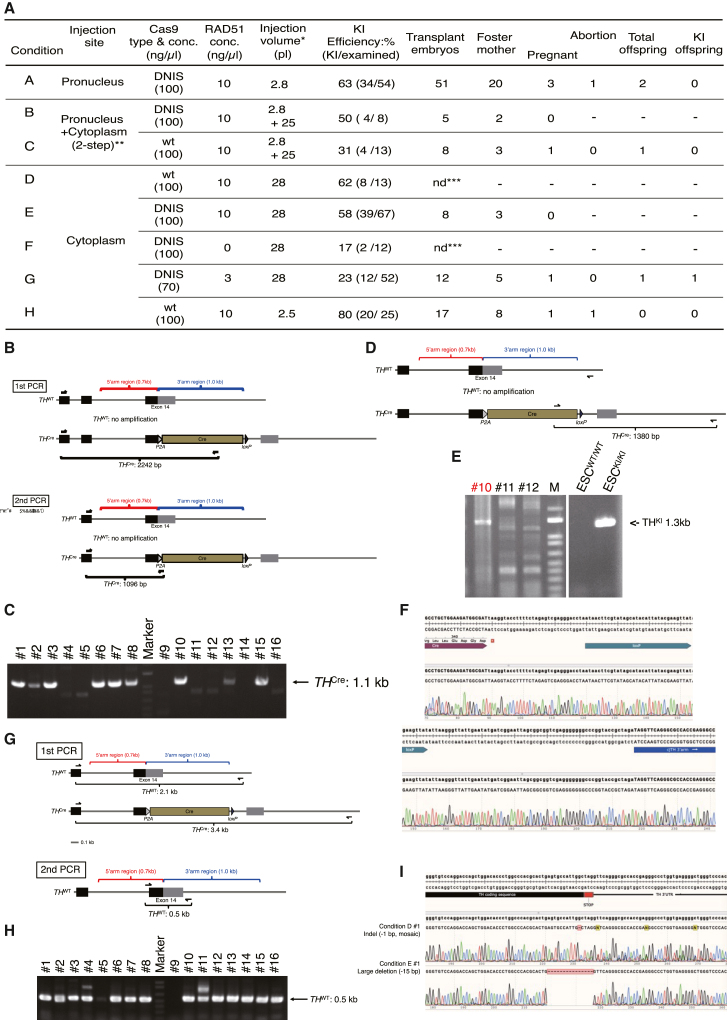 Generation Of A Tyrosine Hydroxylase A Cre Knockin Non Human Primate