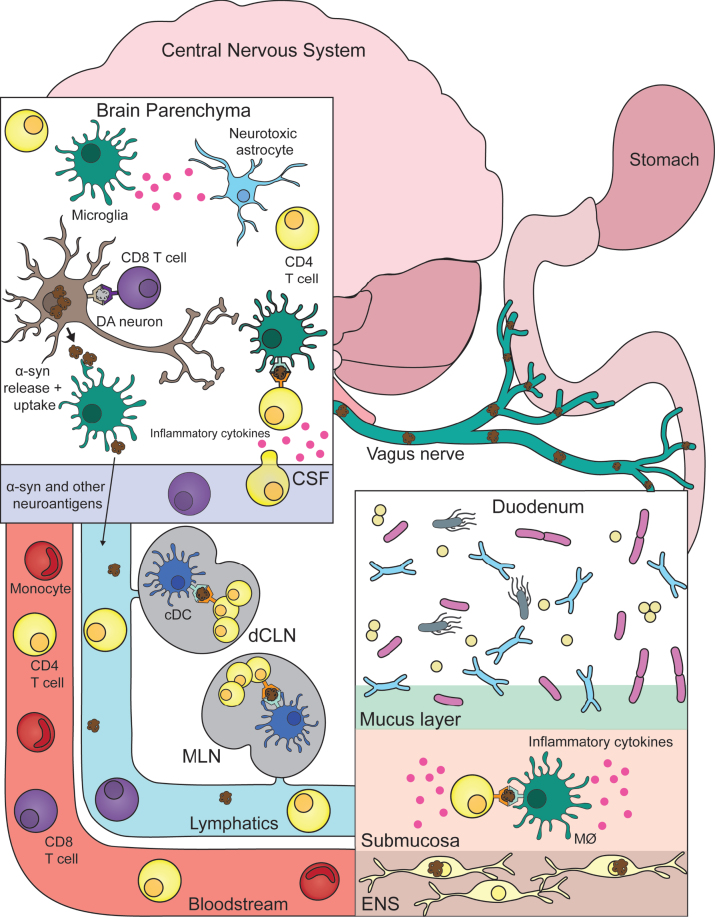 Central And Peripheral Inflammation Connecting The Immune Responses Of