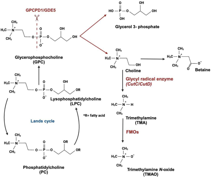 Role Of Gpcpd1 In Intestinal Alpha Glycerophosphocholine Metabolism And