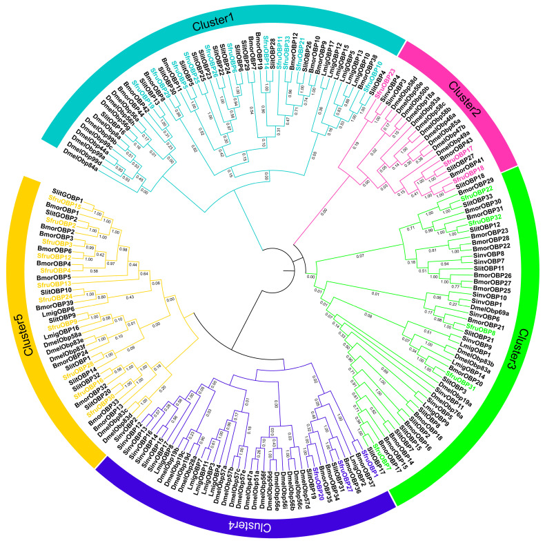 Odorant Binding Proteins And Chemosensory Proteins In Spodoptera