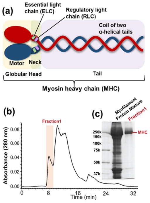 Complete Characterization Of Cardiac Myosin Heavy Chain 223 KDa