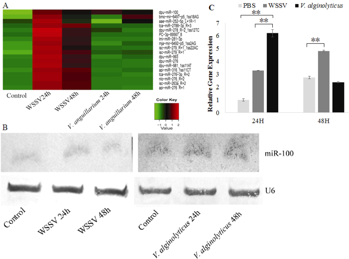 Microrna Is Involved In Shrimp Immune Response To White Spot