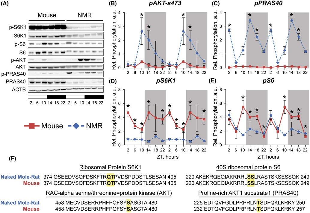 It S About Time Divergent Circadian Clocks In Livers Of Mice And Naked