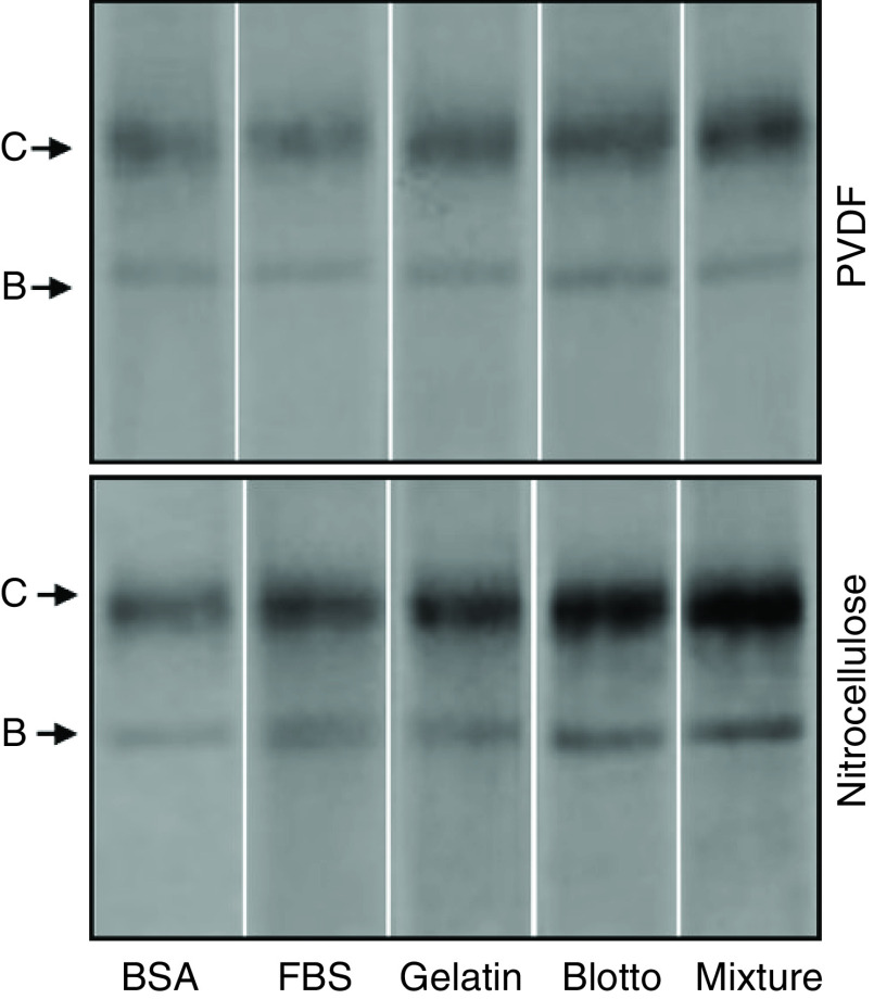 Optimization Of Western Blotting For The Detection Of Proteins Of