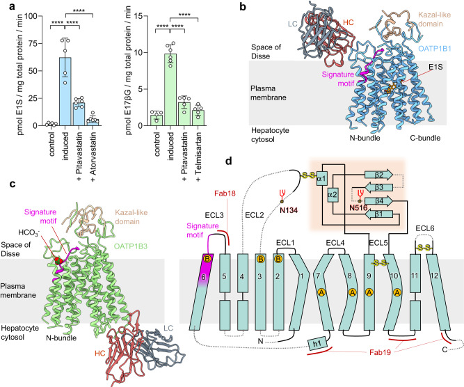 Structure Of Human Drug Transporters OATP1B1 And OATP1B3 PMC