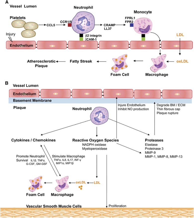 Targeting Neutrophils In Ischemic Stroke Translational Insights From