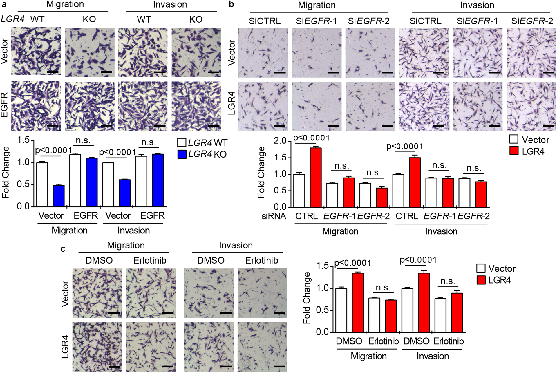 A Wnt Independent Lgr Egfr Signaling Axis In Cancer Metastasis Pmc