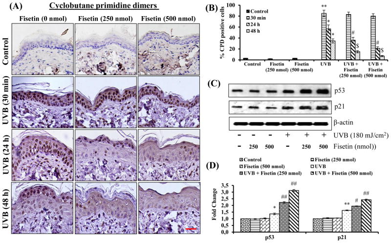 Fisetin Inhibits Uvb Induced Cutaneous Inflammation And Activation Of