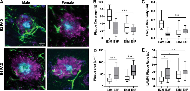 Apoe Genotype And Biological Sex Regulate Astroglial Interactions With