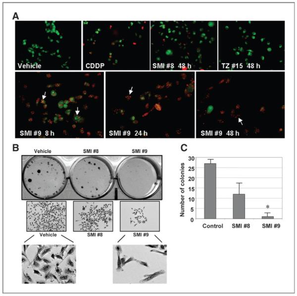 Novel Inhibitors Of Rad Ubiquitin Conjugating Enzyme Design