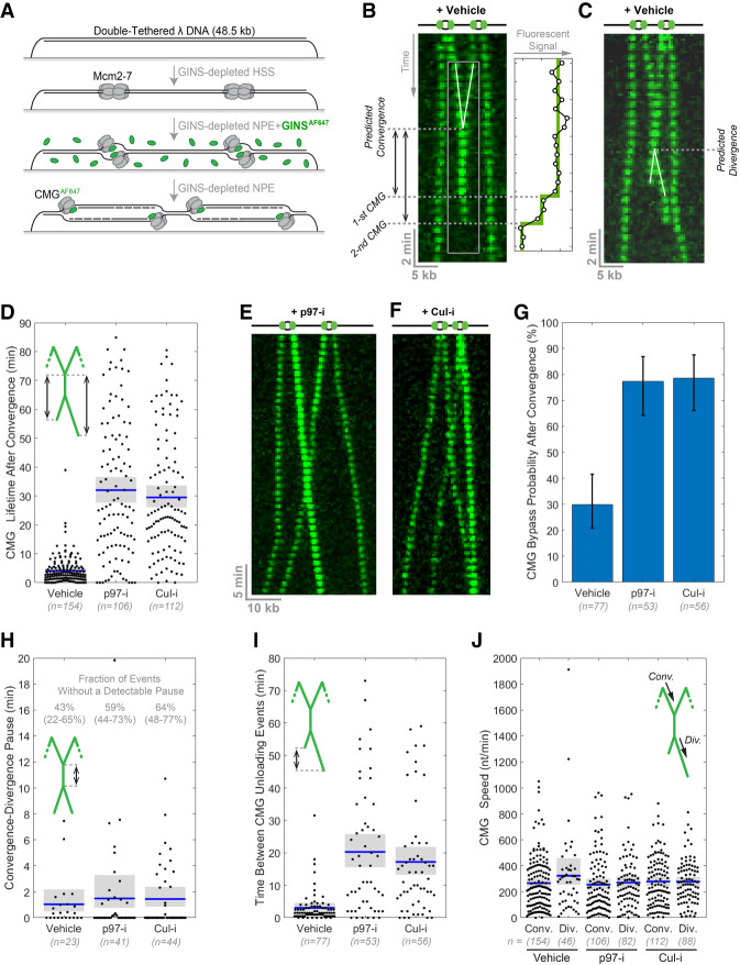 The DNA Replication Fork Suppresses CMG Unloading From Chromatin Before