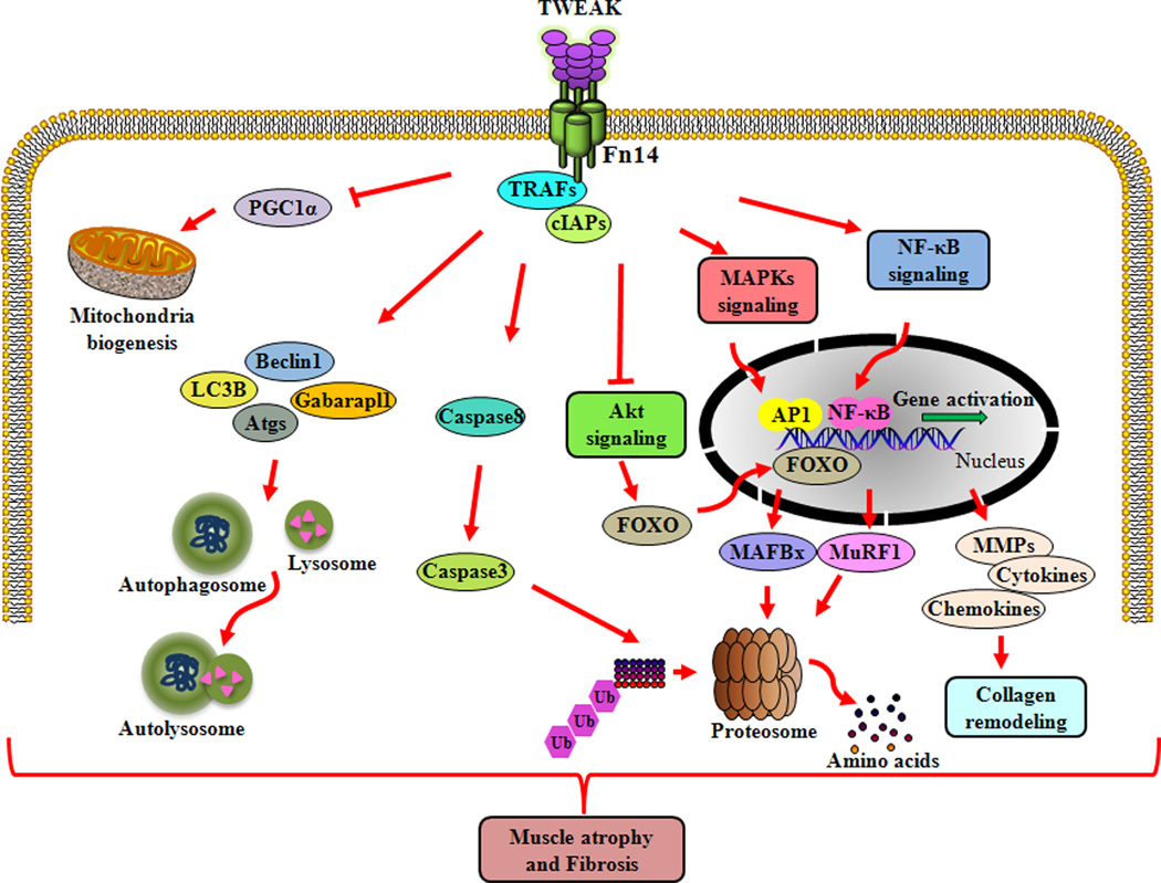 The TWEAK Fn14 Pathway A Potent Regulator Of Skeletal Muscle Biology