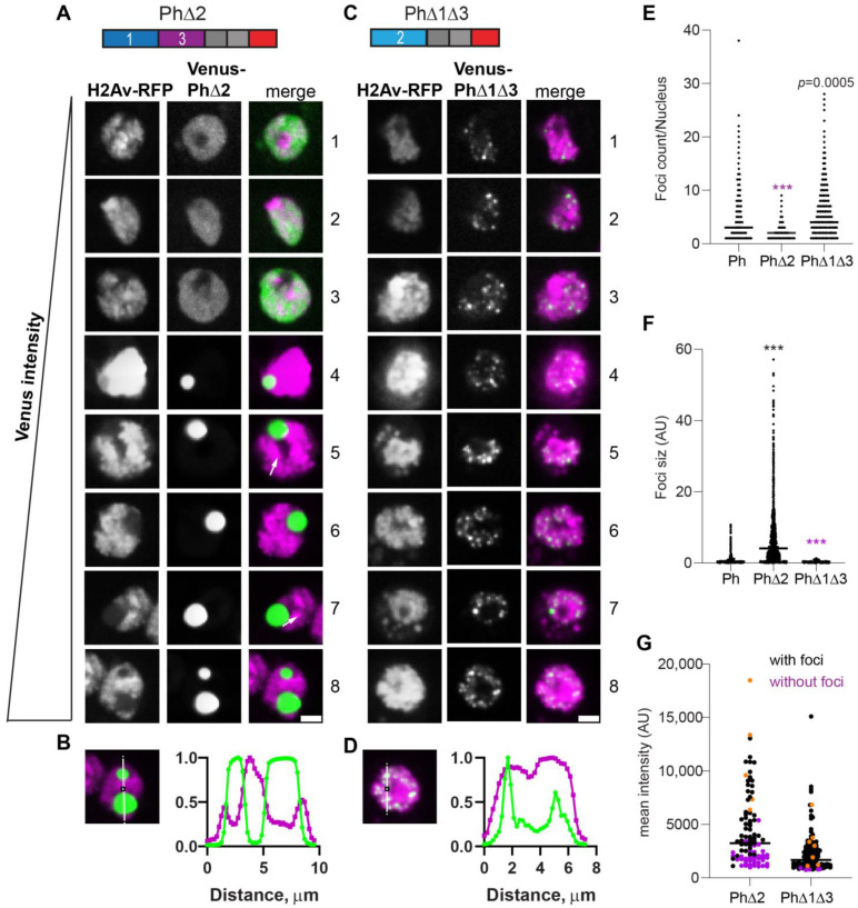 Regulation Of Polyhomeotic Condensates By Intrinsically Disordered