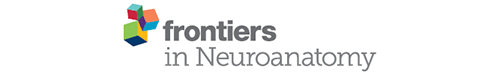 Frontiers in Neuroanatomy logo