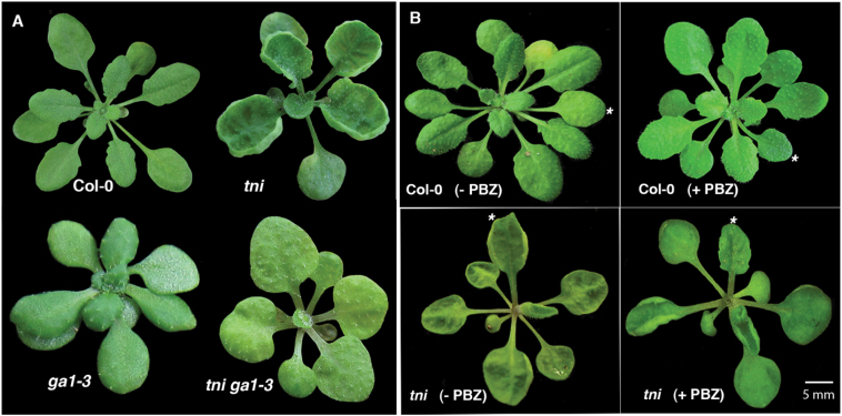 Fig. 8.