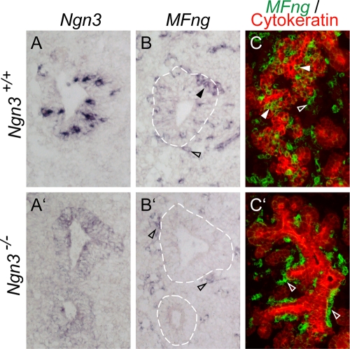 FIG. 2.