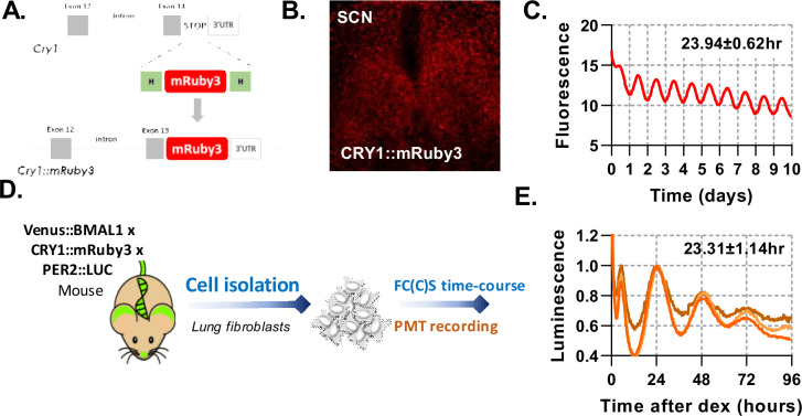 Figure 3—figure supplement 3.