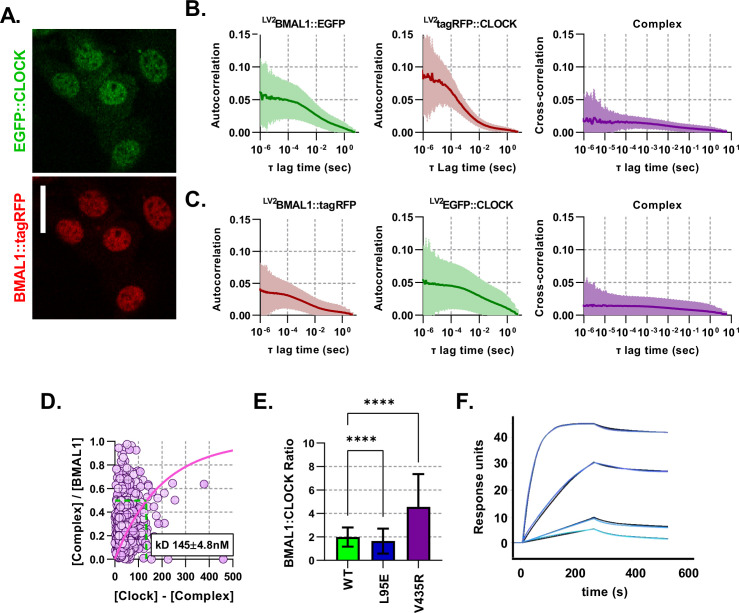 Figure 2—figure supplement 2.