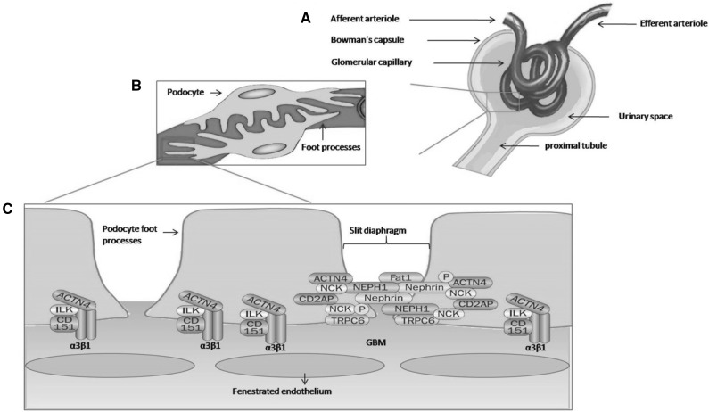 Fig. 1