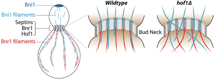 FIGURE 7: