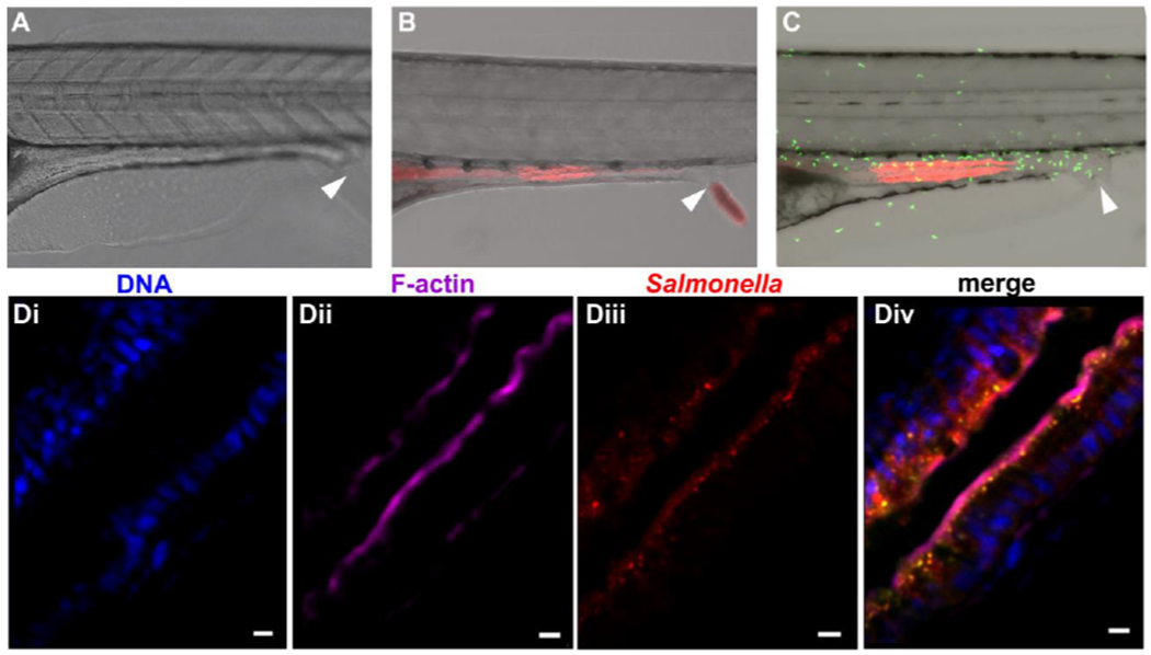 Figure 3: