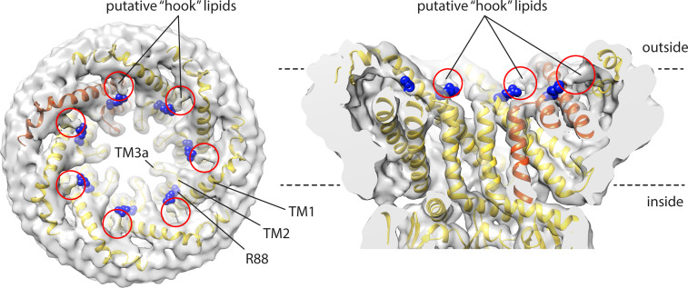 Figure 2—figure supplement 1.